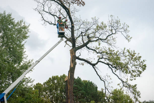 How Our Tree Care Process Works  in  Hebron, MD