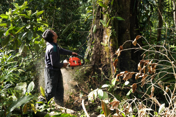 Professional Tree Care  in Hebron, MD